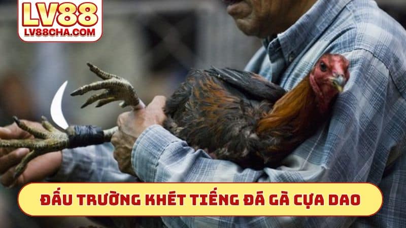 Đấu trường khét tiếng đá́ gà cựa dao