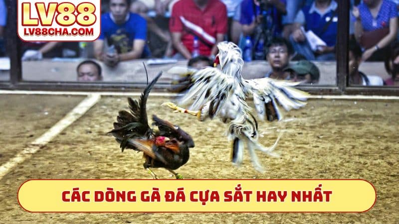 Các dòng gà đá cựa sắt hay nhất