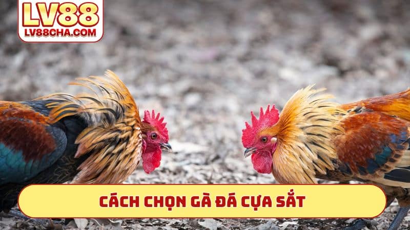 Cách chọn gà đá cựa sắt